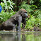 Reason to Go to gabon.png